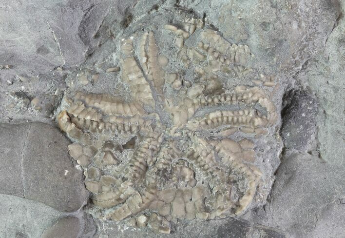 Edrioasteroid (Edriophrus) Fossil - Brechin, Ontario #68340